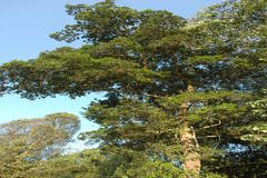 Calophyllum apetalum